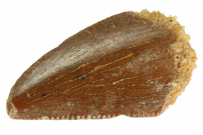 Serrated Raptor Tooth - Real Dinosaur Tooth #333318